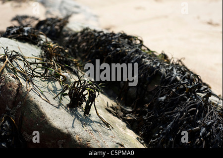 Bladder Wrack Seaweed on rocks, South Pembrokeshire, Wales, United Kingdom Stock Photo