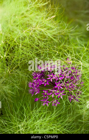 Allium hollandicum ‘Purple Sensation’ growing in the middle of Bronze Fennel, Foeniculum vulgare 'Purpureum’ Stock Photo