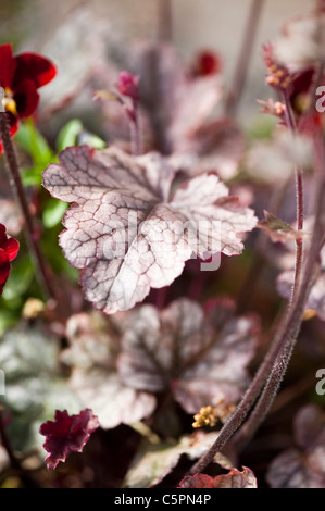 Close up of Heuchera ‘Sugar Frosting' Stock Photo