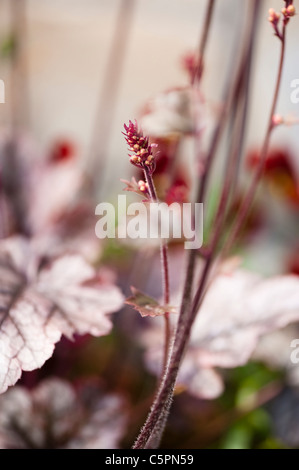 Close up of Heuchera ‘Sugar Frosting' Stock Photo