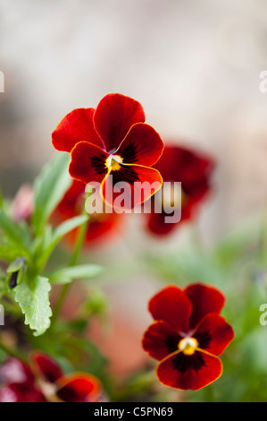 Viola F1 ‘Rose Blotch’ in flower Stock Photo