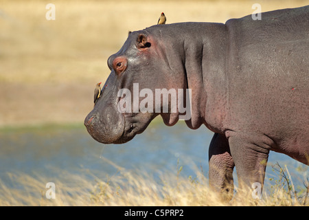 Hippopotamus (Hippopotamus amphibius) with oxpecker birds, Sabie-Sand nature reserve, South Africa Stock Photo