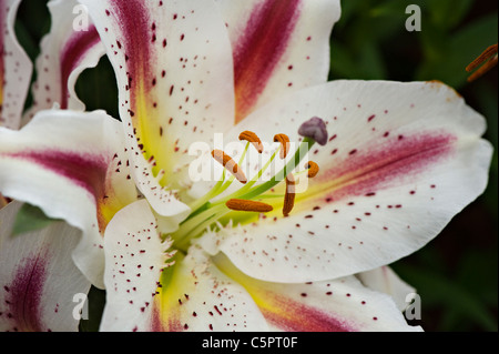 Macro image of an Oriental Lily - Lilium orientale Stock Photo