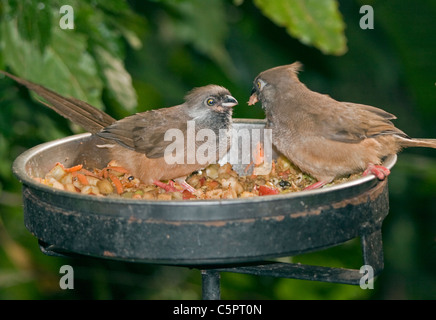 Speckled Mousebirds (colius striatus) feeding together Stock Photo