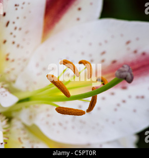 Macro image of an Oriental Lily - Lilium orientale Stock Photo