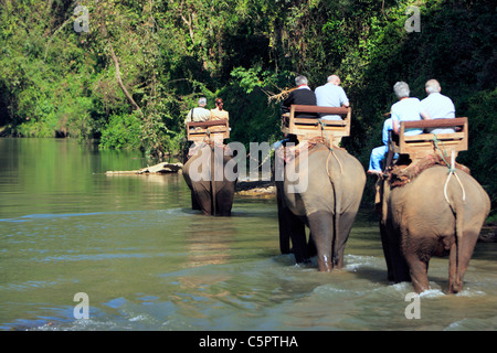 Elephants wade through the Ping River at the Chiang Dao Elephant Training Centre, Chiang Mai, Chiang Dao, Thailand Stock Photo