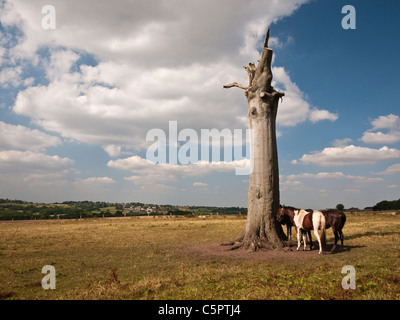 Horses shelter from the sun in the shade of a dead beech tree stump , South Staffs, England Stock Photo