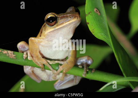 Brownish tropical tree frog on a branch with green leafs Stock Photo