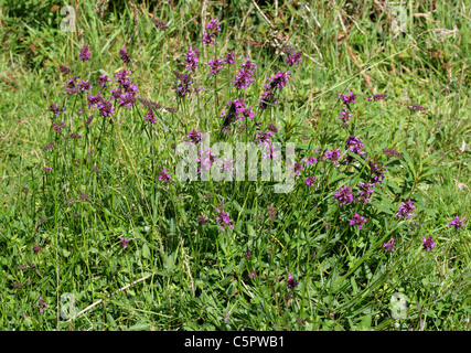 Purple Betony, Stachys officinalis (syn. Betonica officinalis), Lamiaceae. Stock Photo