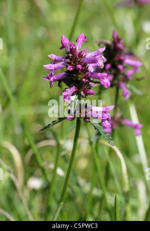 Purple Betony, Stachys officinalis (syn. Betonica officinalis), Lamiaceae. Stock Photo