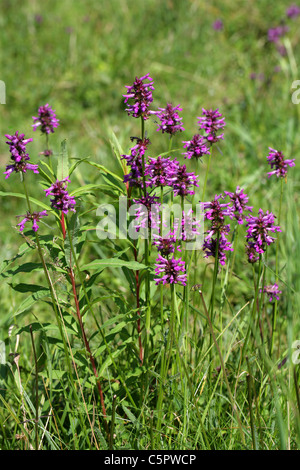 Purple Betony, Stachys officinalis (syn. Betonica officinalis), Lamiaceae. Stock Photo