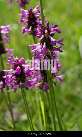 Purple Betony, Stachys officinalis (syn. Betonica officinalis), Lamiaceae. Stock Photo