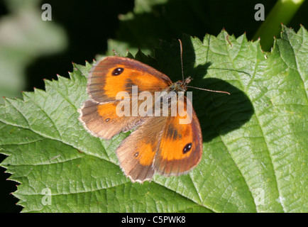 Gatekeeper or Hedge Brown Butterfly, Pyronia tithonus, Nymphalidae (Satyridae). Male. Stock Photo