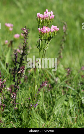 Lesser Centaury, Centaurium pulchellum, Gentianaceae. Chess Valley, Hertfordshire. Red Bartsia, Odontites vernus in Background. Stock Photo