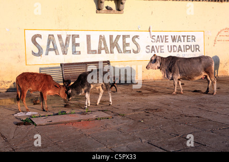 cow at Gangaur ghat, Udaipur, India Stock Photo