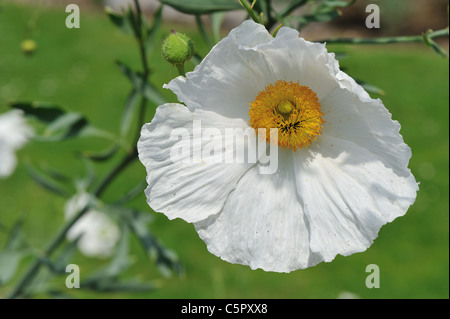 Coulter's Matilija Poppy - Tree poppy (Romneya coulteri var. trichocalyx) flowering in summer Stock Photo