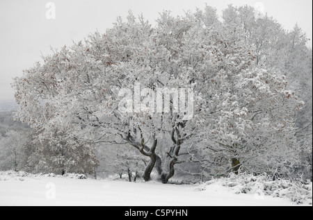 Trees On Beacon Hill, Charnwood Forest After Heavy Snowfall. Lovely 