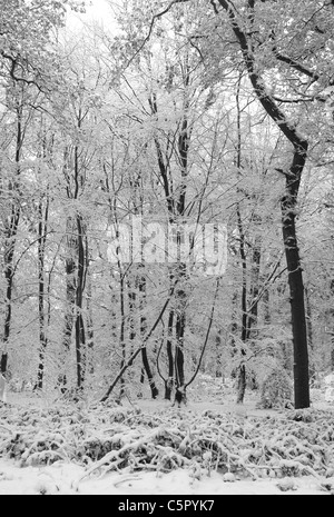 Trees on Beacon Hill, Charnwood Forest after heavy snowfall. Lovely ...