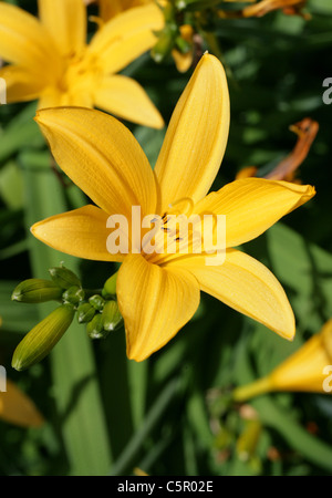 Daylily, Hemerocallis 'Burning Daylight', Hemerocallidaceae. Originally native from Europe to China, Korea and Japan. Stock Photo