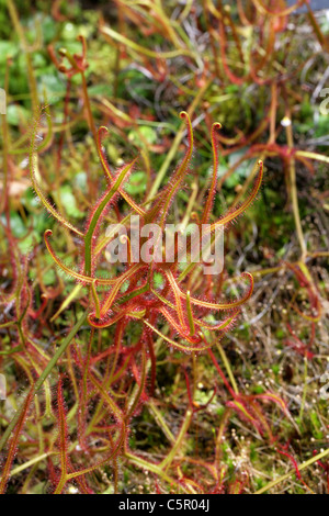 Forked Drosera or Forked Sundew, Drosera binata, Droseraceae. Australasia. Stock Photo