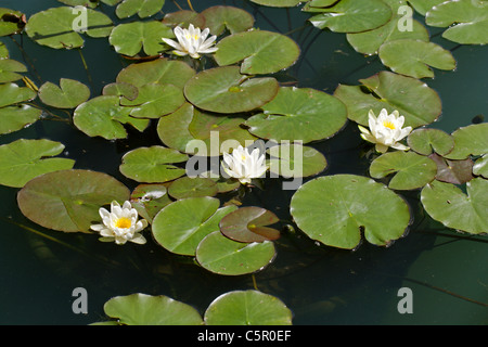 Water Lily, Nymphaea candida, Nymphaeaceae. Northern Europe. Stock Photo