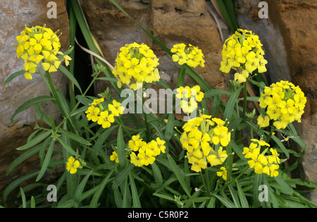 Tufted Wallflower, Erysimum rhaeticum, Brassicaceae. Central Europe. Syn. Erysimum helveticum. Stock Photo