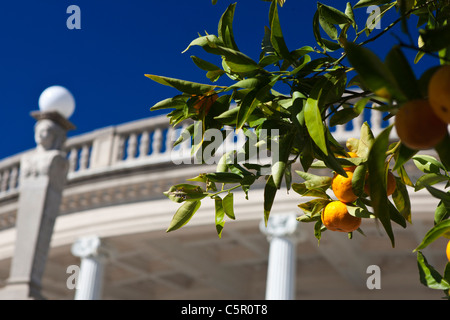 An orange tree with fruit outside of the Neptune Pool, Hearst Castle, San Simeon, California, United States of America Stock Photo