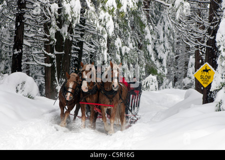 Belgian Draft Horses pulls a sleigh through snow near Tenaya Lodge, Yosemite National Park, California, United States of America Stock Photo