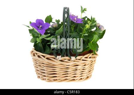 Blue Platycodon flowers in wicker basket on white background Stock Photo