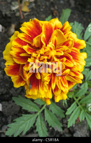 Close up of a French Marigold Plant ( Tagetes patula )in Flower Stock Photo