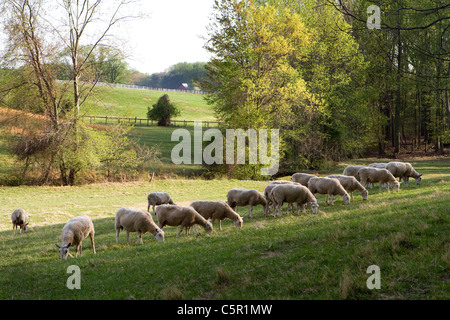 A flock of sheep graze in a meadow just before the sun came up Stock ...