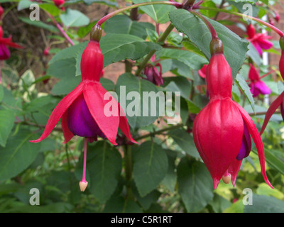 Hardy Fuchsia Hybrid 'Mrs Popple' Stock Photo