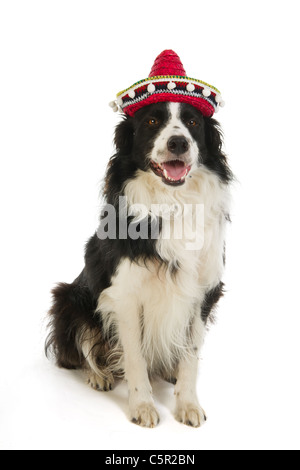 Border Collie with Spanish Sombrero in the studio Stock Photo