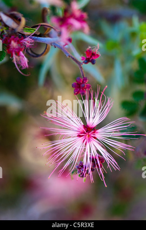 Pink Fairy Duster (Calliandra eriophylla), single flower Stock Photo