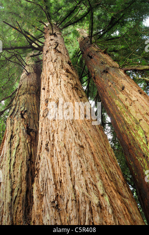 Californian Coast Redwood (Sequoia sempervirens) Stock Photo