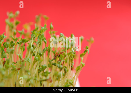 Fresh growing watercress on red background at spring Stock Photo