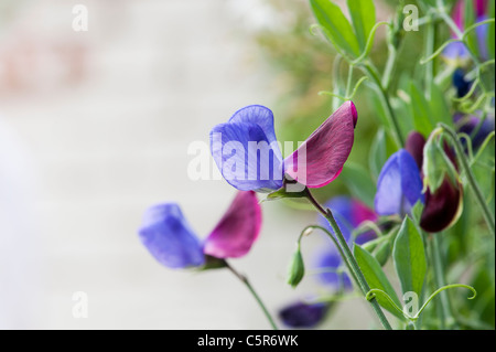 Lathyrus odoratus. Sweet pea Cupani flowers Stock Photo