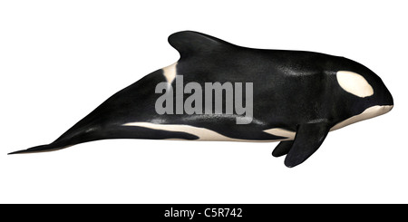 Illustration of a killer whale isolated on a white background Stock Photo