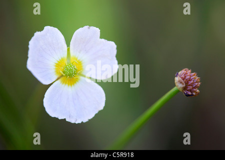 Lesser Water- Plantain; Baldellia ranunculoides; Cornwall; UK Stock Photo