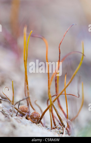 Pillwort; Pilularia globulifera; Cornwall; UK Stock Photo