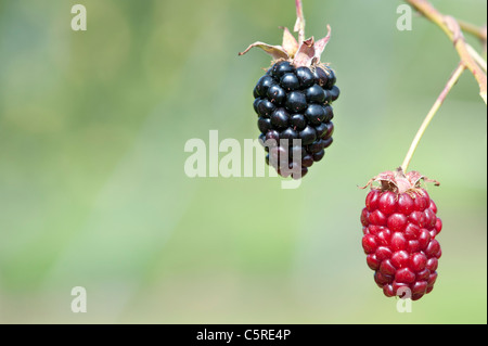 bramble berry bush with black ripe berries closeup. The concept of