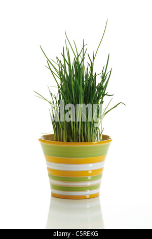 Chives in flower pot Stock Photo