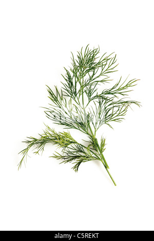 Dill (Anethum graveolens), elevated view Stock Photo