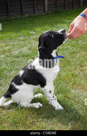 Man feeding a treat to purebred ten week black and white English Springer Spaniel puppy dog as reward for good behaviour behavior. England UK Stock Photo