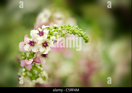 Verbascum Chaixii 'Album' - Verbascum flower head, Nettle leaved Mullein Stock Photo