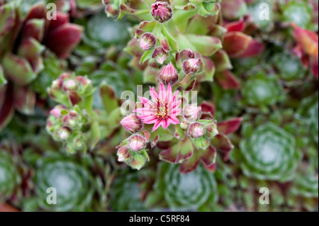 A pink sempervivum flower, other names include liveforever and hen and chicks. Stock Photo