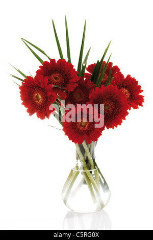 Gerbera flowers in glass vase, close up Stock Photo