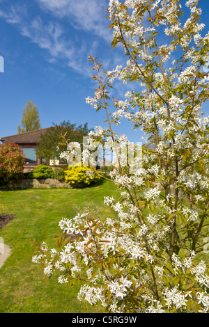 Amelanchier arborea, Robin Hill tree in blossom Stock Photo - Alamy