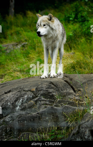 A gray wolf (Canis lupus) stands atop a large rock. Stock Photo