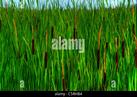 Tall reeds and cattails ( Typha latifolia )grow wild in an Ontario wetland. Stock Photo